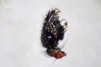 Frontinellina frutetorum