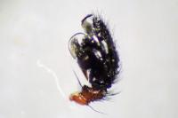 Frontinellina frutetorum