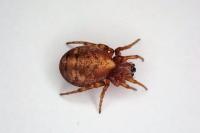 Cercidia prominens