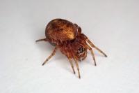 Cercidia prominens