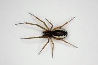 Frontinellina frutetorum