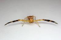 Thomisus onustus