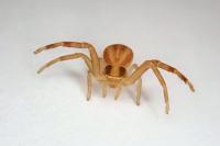 Runcinia grammica