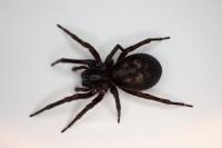 Amaurobius ferox