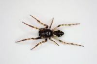 Cyclosa conica