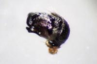 Cyclosa conica