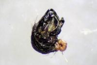 Cyclosa conica