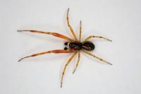 Anelosimus vittatus