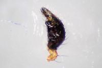 Anelosimus vittatus