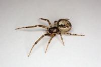 Zygiella x-notata