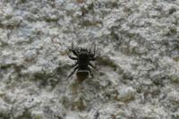 Heliophanus