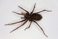 Eratigena saeva