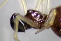 Neottiura bimaculata