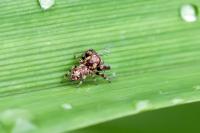 Macaroeris nidicolens