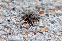 Pseudeuophrys erratica