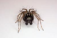 Oxyopes heterophthalmus