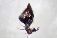 Oxyopes heterophthalmus