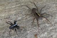 Pardosa