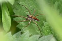 Pisaura mirabilis