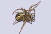 Mangora acalypha