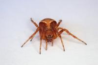 Araneus sturmi