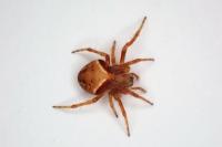 Araneus sturmi