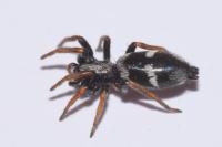 Aphantaulax trifasciata