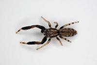 Marpissa nivoyi