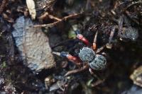 Ballus rufipes
