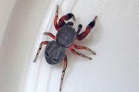 Ballus rufipes