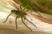 Micrommata ligurina