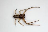 Tmarus piger