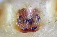 Clubiona terrestris