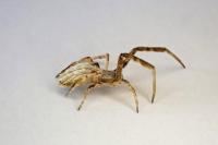 Uloborus walckenaerius