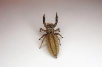 Marpissa radiata