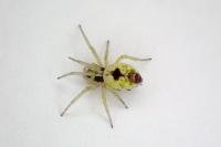 Nigma puella