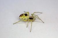 Nigma puella