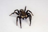 Pseudeuophrys erratica