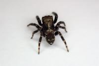 Pseudeuophrys erratica