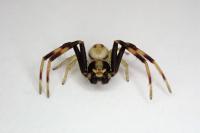 Misumena vatia
