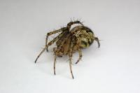 Mangora acalypha