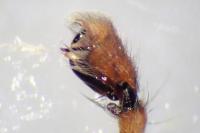 Clubiona lutescens