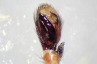 Clubiona lutescens