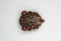 Dermacentor marginatus