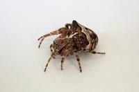 Gibbaranea bituberculata