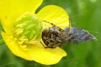 Agalenatea redii
