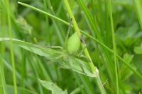 Micrommata virescens