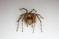 Oxyopes heterophthalmus
