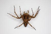 Oxyopes heterophthalmus