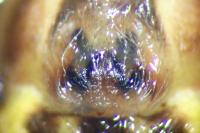 Oxyopes heterophthalmus